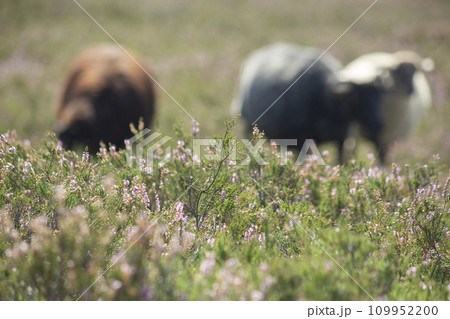 Sheep in grass with flowers of rural countryside landscape on heather fields on the outskirt on the Fischbeker Heide, Hamburg, Germany. High quality photo 109952200