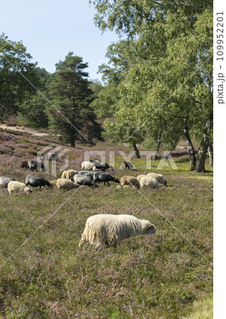 Sheep and goats grazing on heather fields on the outskirt of Hamburg, Germany. High quality photo 109952201