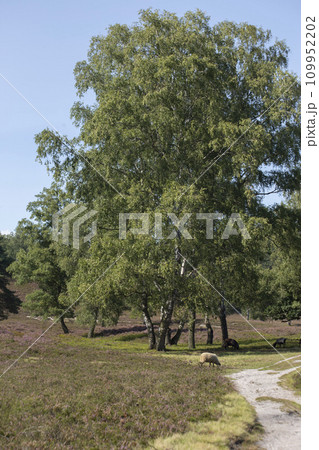 Sandy path in a field of heather blossom and birch trees in August on the Fischbeker Heide, Hamburg, Germany. Vertical frame. High quality photo Sandy path in a field of heather blossom and birch trees in August on the Fischbeker Heide, Hamburg, Germany. Vertical frame. High quality photo 109952202