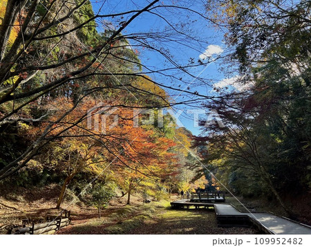 亀岩の洞窟の紅葉した木々と道路 亀岩の洞窟の紅葉した木々と道路 109952482