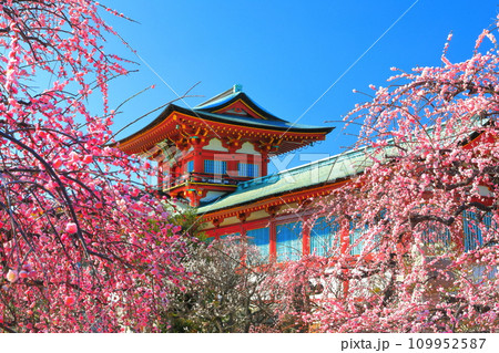 【山口県】満開の梅まつりの防府天満宮 【山口県】満開の梅まつりの防府天満宮 109952587