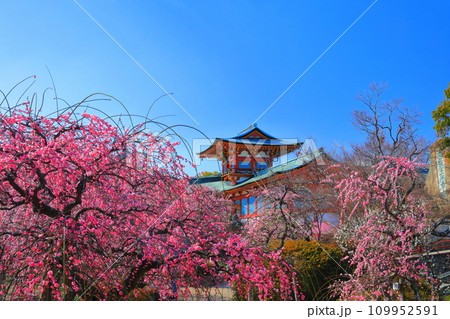【山口県】満開の梅まつりの防府天満宮 【山口県】満開の梅まつりの防府天満宮 109952591