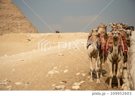 エジプトギザのピラミッドにいるラクダの光景 109952603