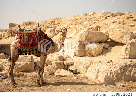 エジプトギザのピラミッドにいるラクダの光景 109952621