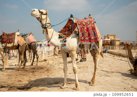 エジプトギザのピラミッドにいるラクダの光景 109952651