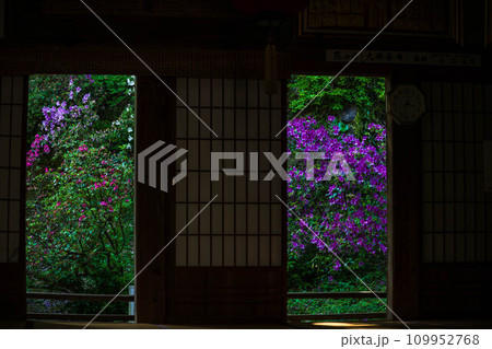 屋敷・古民家から観える色鮮やかなツツジの花「天台宗別格本山 大興善寺」(佐賀県三養基郡基山町) 屋敷・古民家から観える色鮮やかなツツジの花「天台宗別格本山 大興善寺」(佐賀県三養基郡基山町) 109952768