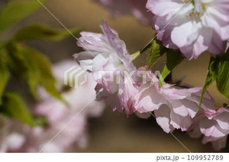 桜の花 109952789