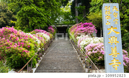 石段（127段のきぼうの坂）色鮮やかなツツジの花「天台宗別格本山 大興善寺」(佐賀県三養基郡基山町) 109952823