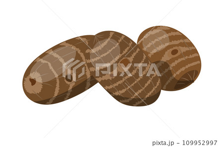 三個の里芋のベクターイラスト 109952997
