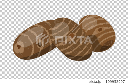 三個の里芋のベクターイラスト 109952997