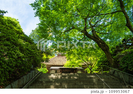 観光スポット　新緑に映える大興善寺　境内風景「天台宗別格本山 大興善寺」(佐賀県三養基郡基山町) 109953067