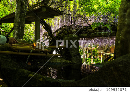 手水舎と日差しを浴びる藤の花　大興善寺　境内風景「天台宗別格本山 大興善寺」(佐賀県三養基郡基山町) 109953071