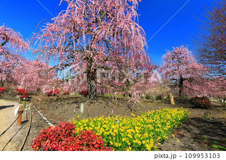 【三重県】梅が満開の鈴鹿の森庭園 【三重県】梅が満開の鈴鹿の森庭園 109953103
