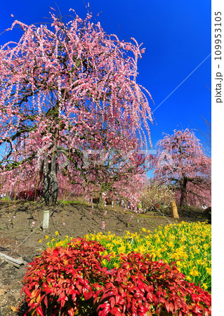【三重県】梅が満開の鈴鹿の森庭園 109953105