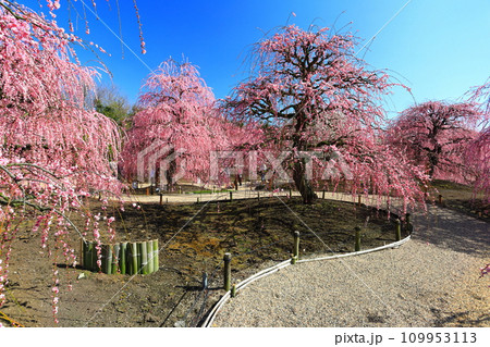 【三重県】梅が満開の鈴鹿の森庭園 【三重県】梅が満開の鈴鹿の森庭園 109953113