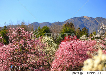 【三重県】梅が満開の鈴鹿の森庭園と鈴鹿山脈 109953115