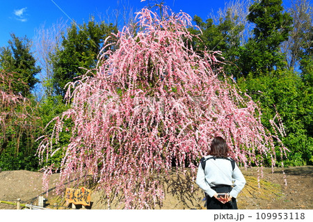 【三重県】梅が満開の鈴鹿の森庭園 【三重県】梅が満開の鈴鹿の森庭園 109953118