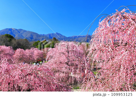 【三重県】梅が満開の鈴鹿の森庭園と鈴鹿山脈 109953125