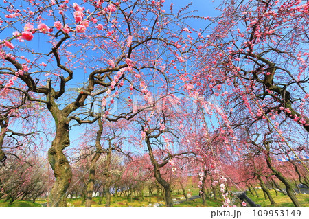 【三重県】いなべ梅林公園の満開の梅 【三重県】いなべ梅林公園の満開の梅 109953149
