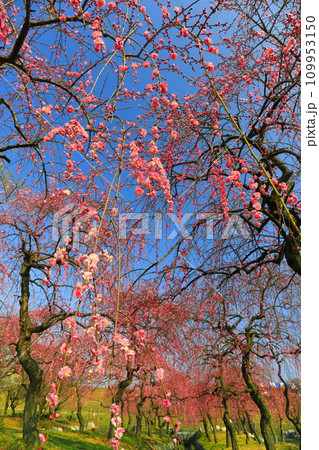 【三重県】いなべ梅林公園の満開の梅 109953150