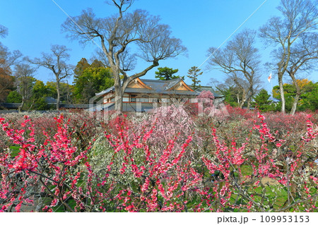 【京都府】満開の梅と北野天満宮の梅苑 【京都府】満開の梅と北野天満宮の梅苑 109953153