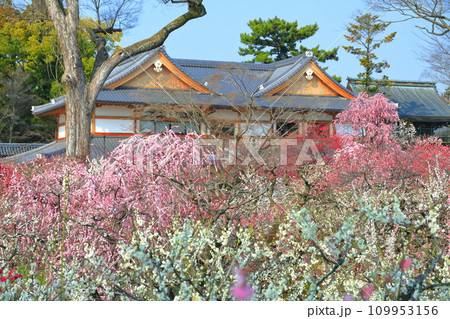 【京都府】満開の梅と北野天満宮の梅苑 109953156