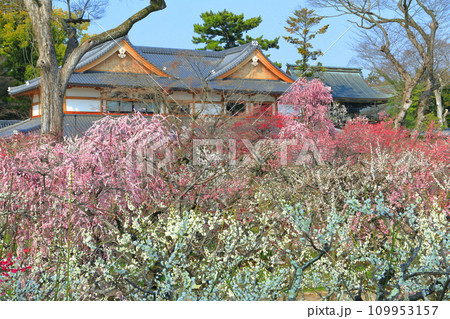 【京都府】満開の梅と北野天満宮の梅苑 109953157