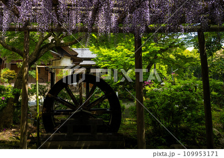 藤の花と水車 大興善寺 境内風景「天台宗別格本山 大興善寺」(佐賀県三養基郡基山町) 藤の花と水車 大興善寺 境内風景「天台宗別格本山 大興善寺」(佐賀県三養基郡基山町) 109953171