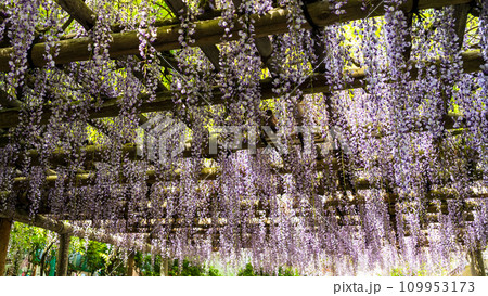 藤の花　大興善寺　境内風景「天台宗別格本山 大興善寺」(佐賀県三養基郡基山町) 109953173