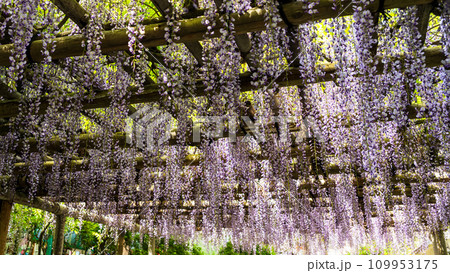 藤の花　大興善寺　境内風景「天台宗別格本山 大興善寺」(佐賀県三養基郡基山町) 109953175
