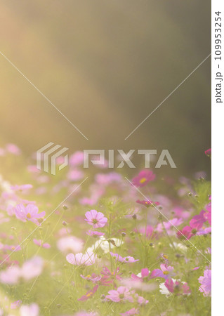 光が降りそそぐ夕景のコスモス（特殊撮影による柔らかいトーン） 109953254