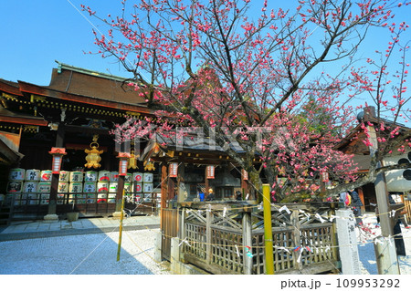【京都府】満開の飛梅と北野天満宮の拝殿(御本殿) 【京都府】満開の飛梅と北野天満宮の拝殿(御本殿) 109953292