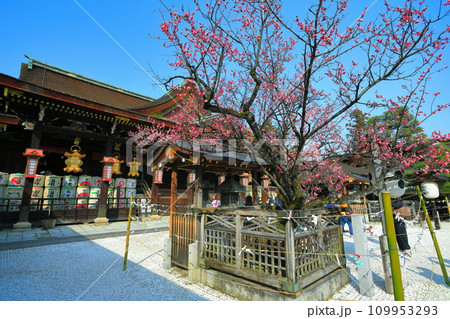【京都府】満開の飛梅と北野天満宮の拝殿(御本殿) 【京都府】満開の飛梅と北野天満宮の拝殿(御本殿) 109953293