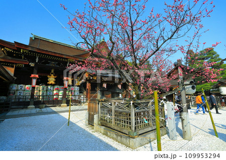 【京都府】満開の飛梅と北野天満宮の拝殿(御本殿) 【京都府】満開の飛梅と北野天満宮の拝殿(御本殿) 109953294