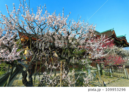 【京都府】満開の梅と北野天満宮の中門(三光門) 【京都府】満開の梅と北野天満宮の中門(三光門) 109953296