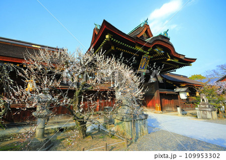 【京都府】満開の梅と北野天満宮の中門(三光門) 【京都府】満開の梅と北野天満宮の中門(三光門) 109953302
