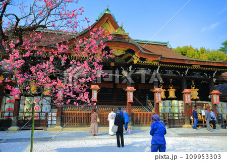 【京都府】満開の飛梅と北野天満宮の拝殿(御本殿) 【京都府】満開の飛梅と北野天満宮の拝殿(御本殿) 109953303