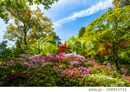 新緑に包まれるツツジの花 観光名所「天台宗別格本山 大興善寺」(佐賀県三養基郡基山町) 新緑に包まれるツツジの花 観光名所「天台宗別格本山 大興善寺」(佐賀県三養基郡基山町) 109953732