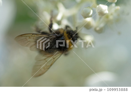 beautiful  blossom  of white  hydrangea  with working bumblebee at sunny day. macro, wild life 109953888