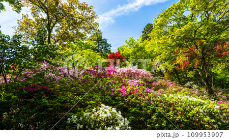 自然の四季が楽しめる山林植物ツツジの花 観光名所「天台宗別格本山 大興善寺」(佐賀県三養基郡基山町) 自然の四季が楽しめる山林植物ツツジの花 観光名所「天台宗別格本山 大興善寺」(佐賀県三養基郡基山町) 109953907