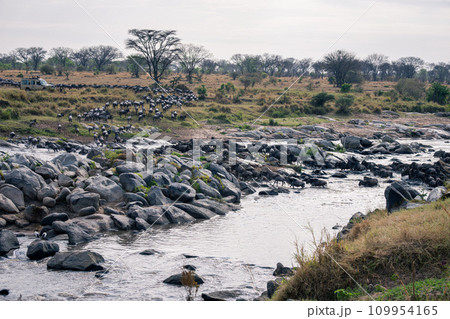 Blue wildebeest cross river towards safari truck Blue wildebeest cross river towards safari truck 109954165