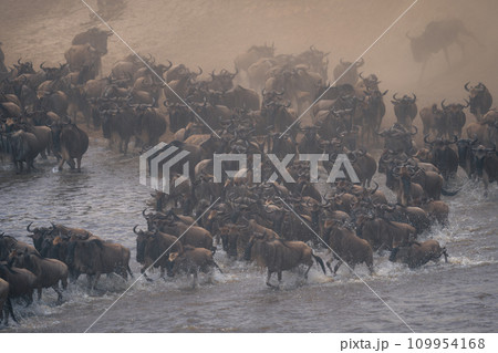 Blue wildebeest cross stream in dust cloud 109954168