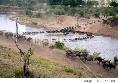 Blue wildebeest cross stream in two lines 109954169