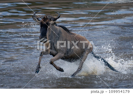 Blue wildebeest crosses waterway throwing up spray Blue wildebeest crosses waterway throwing up spray 109954179