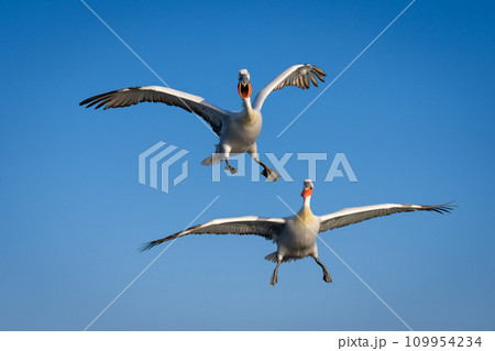 Two pelicans fly in perfect blue sky Two pelicans fly in perfect blue sky 109954234