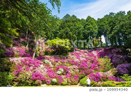 自然の四季が楽しめる山林植物　ツツジの花　大興善寺契園（ちぎりえん）　(佐賀県三養基郡基山町) 109954340
