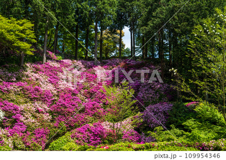 自然の四季が楽しめる山林植物 ツツジの花 大興善寺契園(ちぎりえん) (佐賀県三養基郡基山町) 自然の四季が楽しめる山林植物 ツツジの花 大興善寺契園(ちぎりえん) (佐賀県三養基郡基山町) 109954346