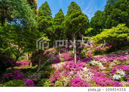 自然の四季が楽しめる山林植物 ツツジの花 大興善寺契園(ちぎりえん) (佐賀県三養基郡基山町) 自然の四季が楽しめる山林植物 ツツジの花 大興善寺契園(ちぎりえん) (佐賀県三養基郡基山町) 109954358