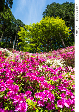 自然の四季が楽しめる山林植物　ツツジの花　大興善寺契園（ちぎりえん）　(佐賀県三養基郡基山町) 109954367