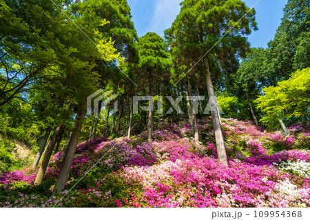 自然の四季が楽しめる山林植物 ツツジの花 大興善寺契園(ちぎりえん) (佐賀県三養基郡基山町) 自然の四季が楽しめる山林植物 ツツジの花 大興善寺契園(ちぎりえん) (佐賀県三養基郡基山町) 109954368